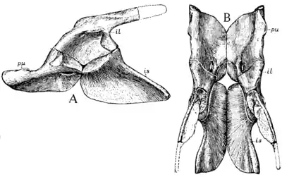The Osteology of the Reptiles p144 Fig-117.png