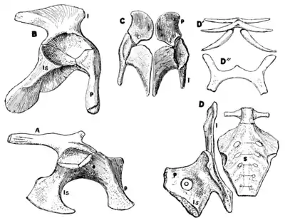 The Osteology of the Reptiles p145 Fig-118.png
