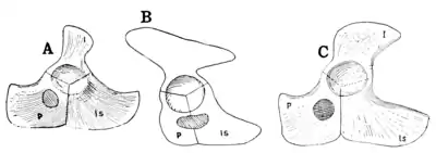 The Osteology of the Reptiles p145 Fig-119.png