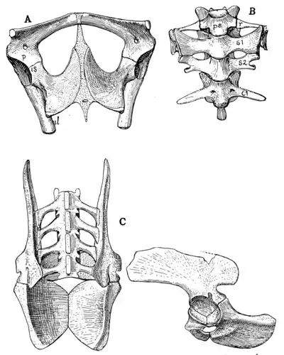 The Osteology of the Reptiles p146.png