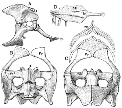 The Osteology of the Reptiles p147.png