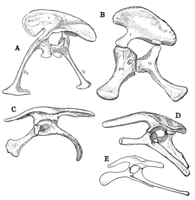 The Osteology of the Reptiles p149.png