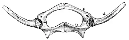The Osteology of the Reptiles p151 Fig-123.png