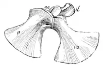 The Osteology of the Reptiles p151 Fig-124.png