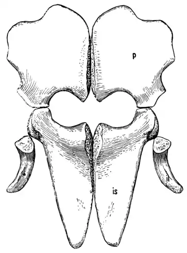 The Osteology of the Reptiles p152.png