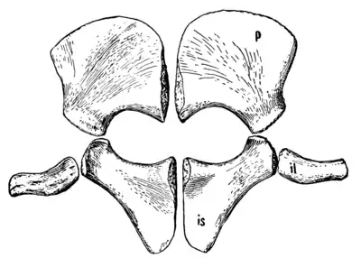 The Osteology of the Reptiles p153 Fig-126.png