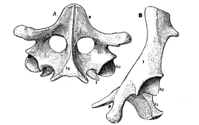 The Osteology of the Reptiles p153 Fig-127.png