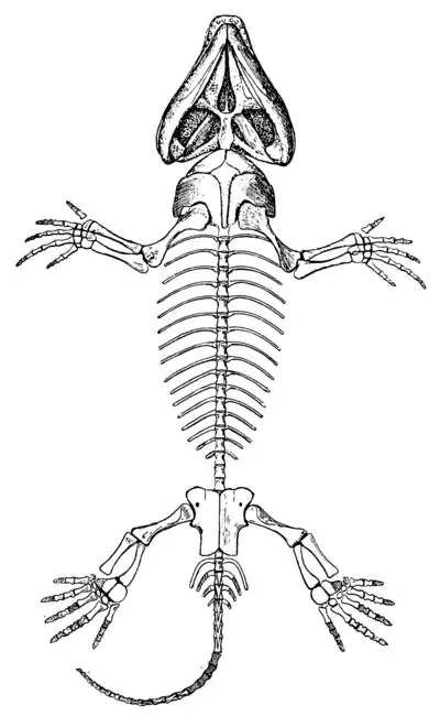 The Osteology of the Reptiles p157.png