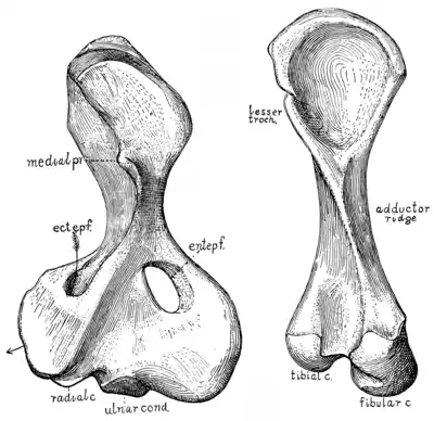 The Osteology of the Reptiles p158.png