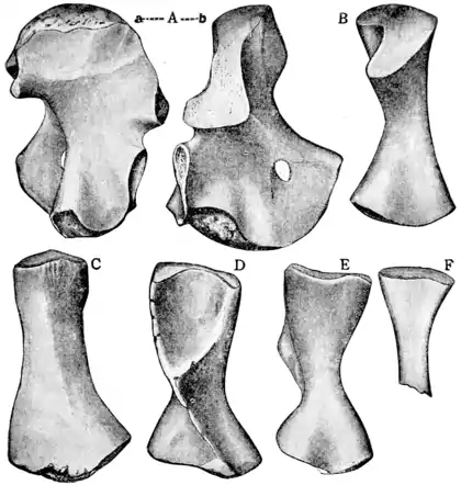 The Osteology of the Reptiles p159.png