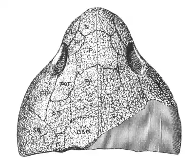 The Osteology of the Reptiles p16.png