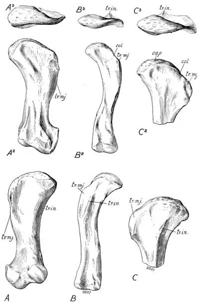 The Osteology of the Reptiles p163.png