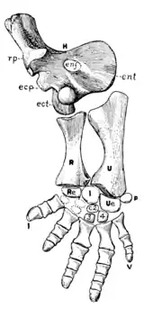 The Osteology of the Reptiles p165 Fig-133.png