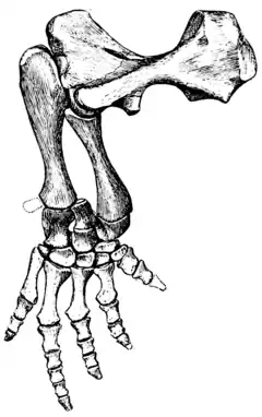 The Osteology of the Reptiles p165 Fig-134.png