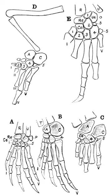 The Osteology of the Reptiles p171.png