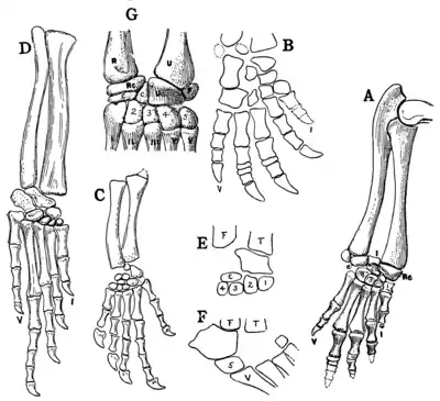 The Osteology of the Reptiles p172.png