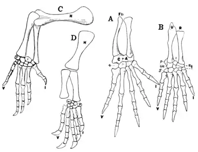 The Osteology of the Reptiles p173.png