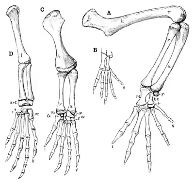 The Osteology of the Reptiles p174.png