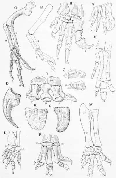 The Osteology of the Reptiles p175.png