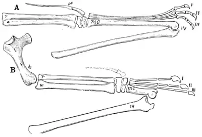 The Osteology of the Reptiles p176.png