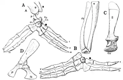The Osteology of the Reptiles p177.png