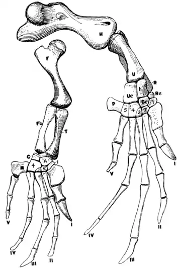 The Osteology of the Reptiles p178.png