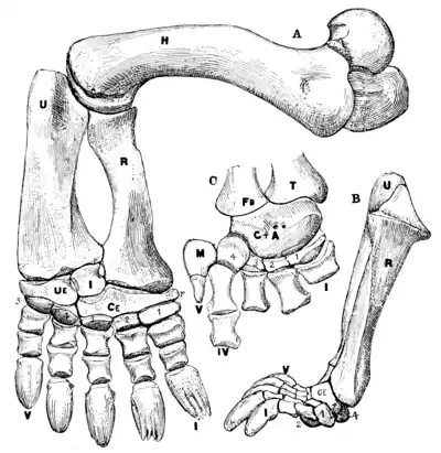 The Osteology of the Reptiles p180.png