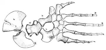 The Osteology of the Reptiles p181 Fig-146.png