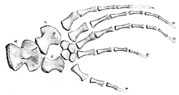 The Osteology of the Reptiles p181 Fig-147.png
