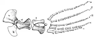 The Osteology of the Reptiles p181 Fig-148.png