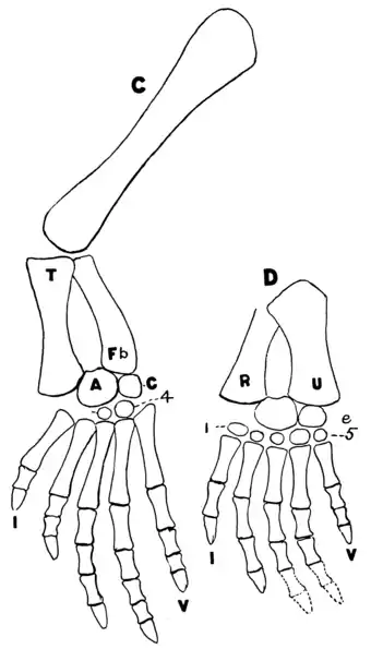 The Osteology of the Reptiles p182.png