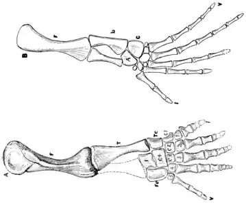 The Osteology of the Reptiles p184 Fig-151.png