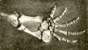 The Osteology of the Reptiles p184 Fig-152.png