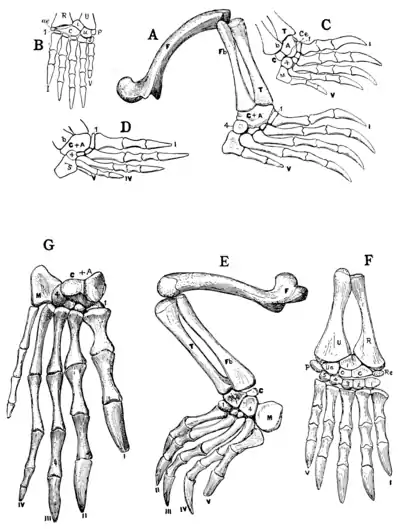 The Osteology of the Reptiles p188.png