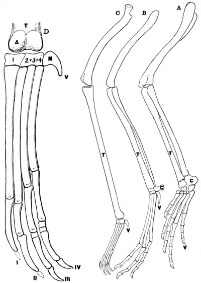 The Osteology of the Reptiles p190.png