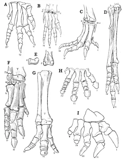 The Osteology of the Reptiles p191.png