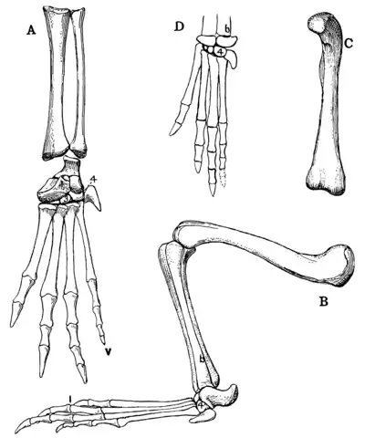 The Osteology of the Reptiles p192.png