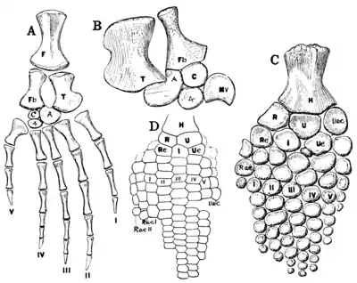 The Osteology of the Reptiles p193.png