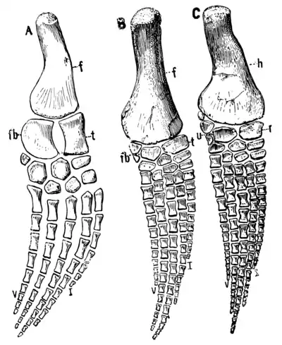 The Osteology of the Reptiles p194.png