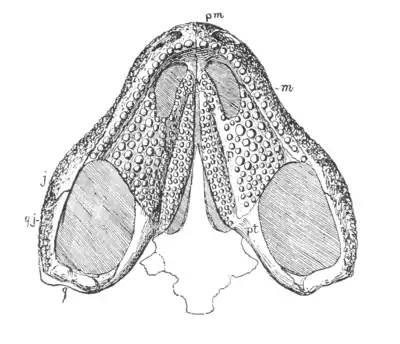 The Osteology of the Reptiles p20.png