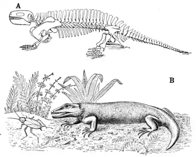 The Osteology of the Reptiles p217.png