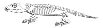 The Osteology of the Reptiles p219 Fig-163.png
