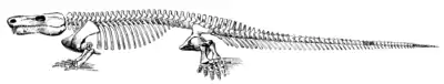 The Osteology of the Reptiles p219 Fig-164.png