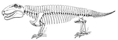 The Osteology of the Reptiles p228.png