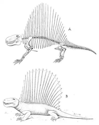The Osteology of the Reptiles p229.png