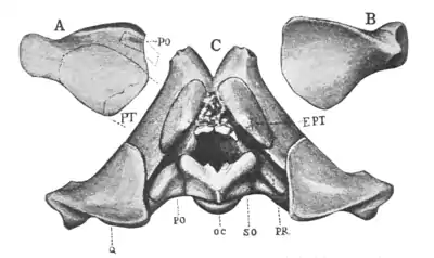 The Osteology of the Reptiles p22 Fig-8.png