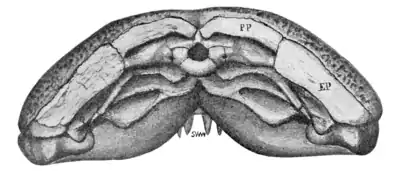 The Osteology of the Reptiles p22 Fig-9.png