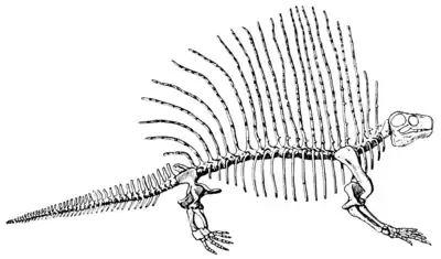 The Osteology of the Reptiles p230.png