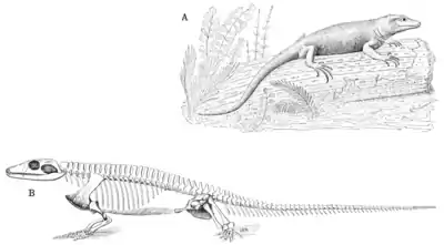 The Osteology of the Reptiles p231.png