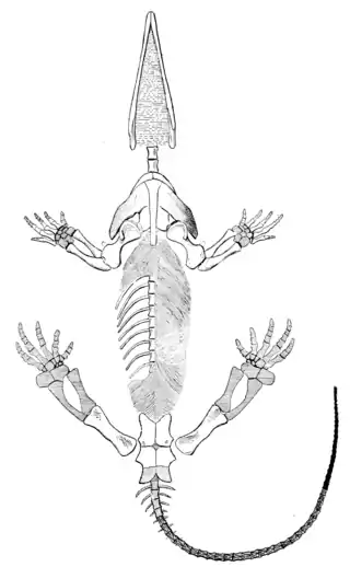 The Osteology of the Reptiles p234.png